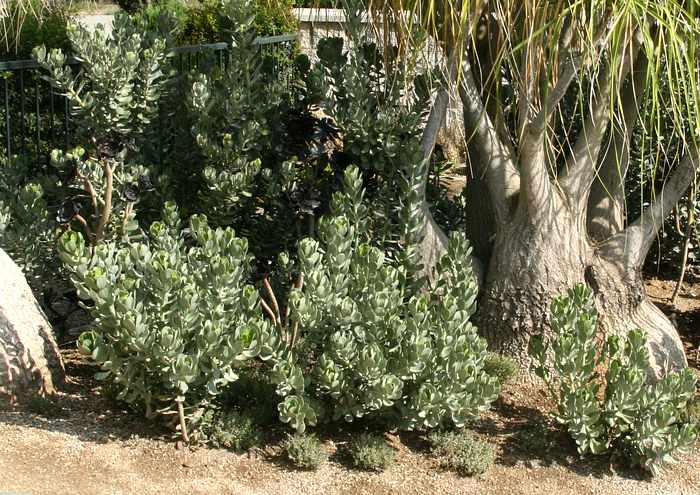 Image of Senecio decaryi